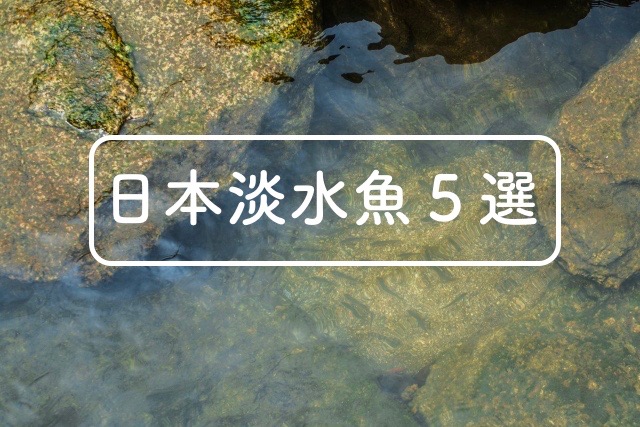 飼育しやすい日本淡水魚５選 Wicture ウィクチャ